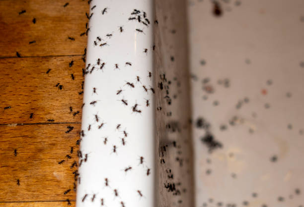 Best Affordable Pest Control Services  in Harb, OR